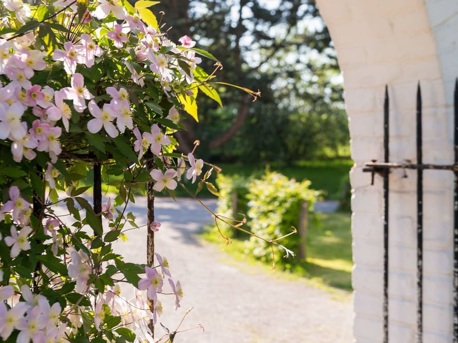 Close up on flowers grow on the gate at La Ferme Blanche