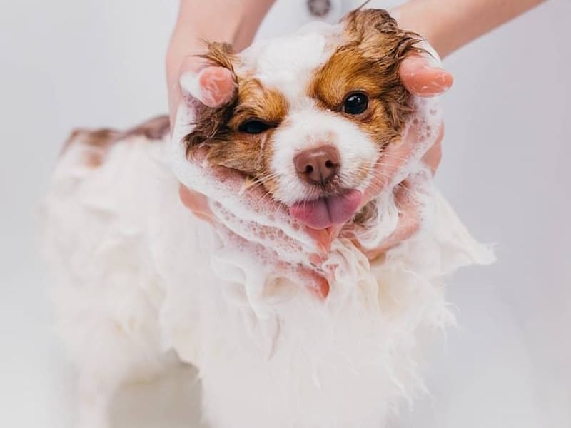 Asbury Park Dog Grooming Store