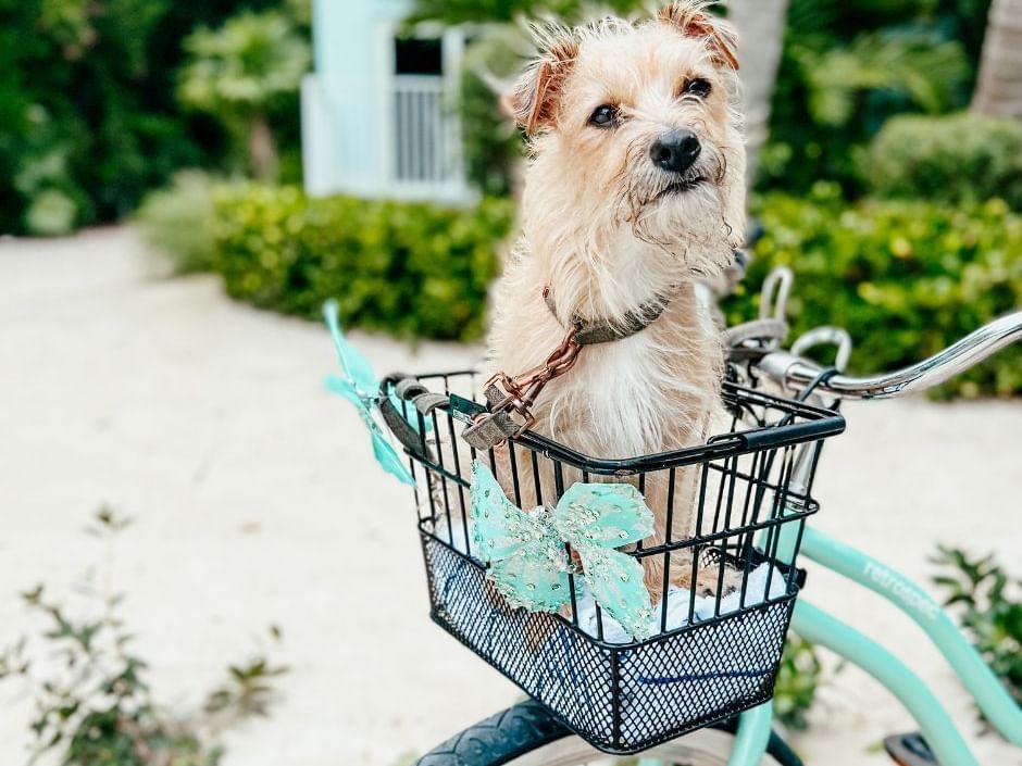 Pet Friendly Package Getaway With Your Furry Family Member Dog at Bayside Inn Key Largo