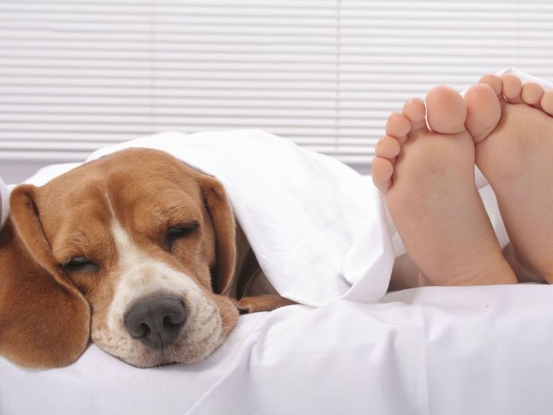 Dog sleeping under white sheets next to human feet
