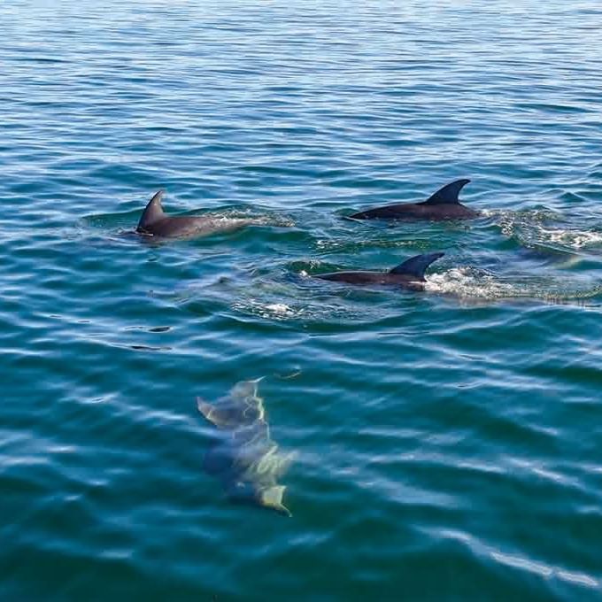 Dolphins swimming near the sea at Freycinet Lodge