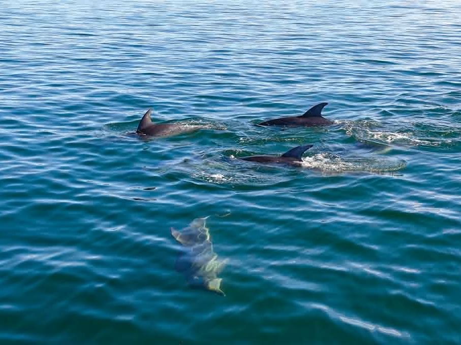 Dolphins swimming near the sea at Freycinet Lodge