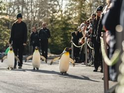 Penguins walking in Calgary Zoo near Carriage House Hotel
