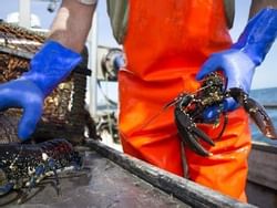 man holding lobsters