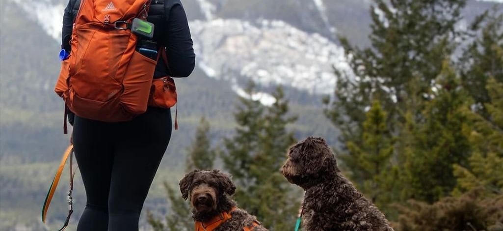 A person stands with their two dogs and looks at the mountains on a day trip from Canmore.
