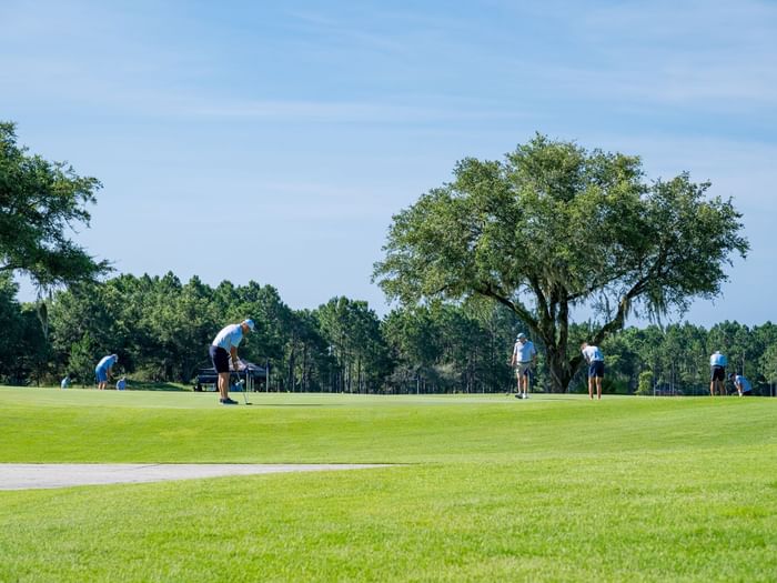 Golfers putting on a lush green fairway surrounded by mature trees under a clear blue sky on a sunny day.