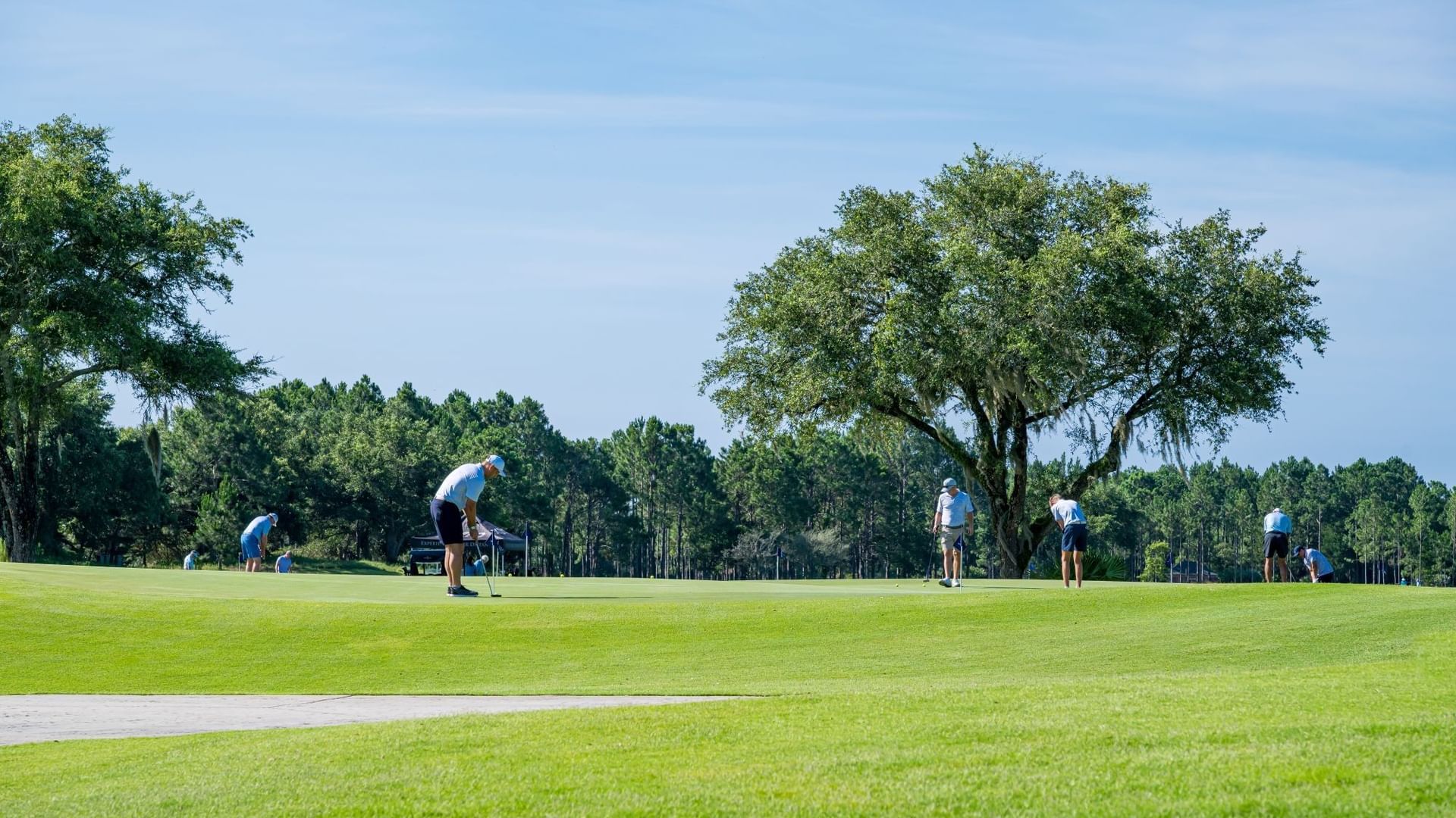 Golfers putting on a lush green fairway surrounded by mature trees under a clear blue sky on a sunny day.