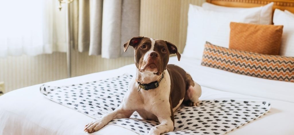 Dog resting on a hotel bed in a pet-friendly Whistler guest room