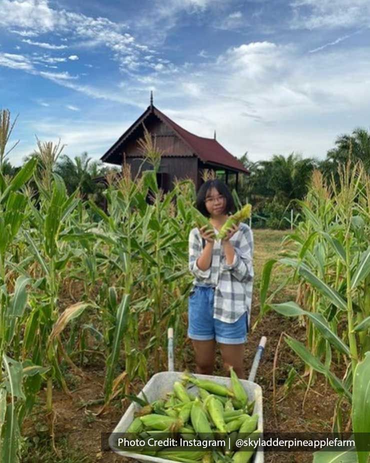 Harvesting Corn At The Farm In Port Dickson