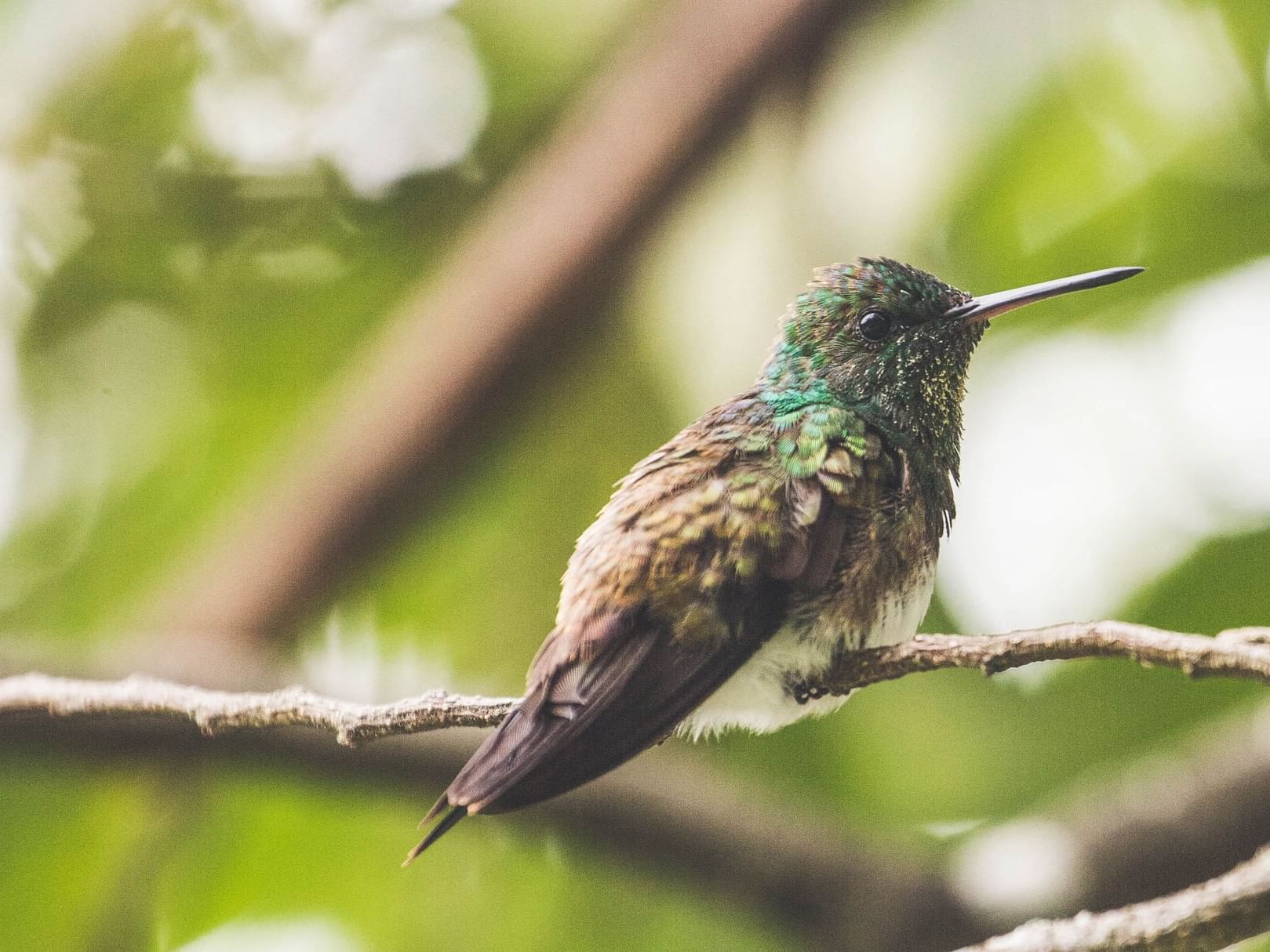 Un colibrí abeja capturado cerca del Hotel Los Mandarinos