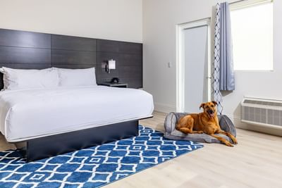 Dog relaxing next to a king-bed in Premier King Balcony Room at Grant Street Inn
