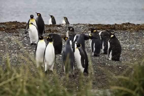 A group of penguin roaming near Hotel Cabo de Hornos