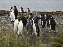 A group of penguin roaming near Hotel Cabo de Hornos