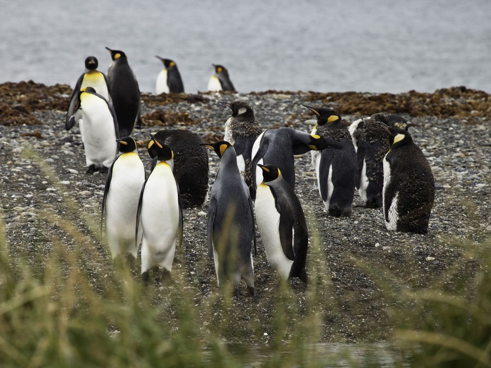A group of penguin roaming near Hotel Cabo de Hornos