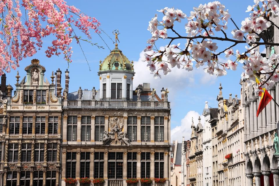 Historic guildhall facade with intricate details, framed by blooming pink cherry trees near Warwick Grand Place Brussels