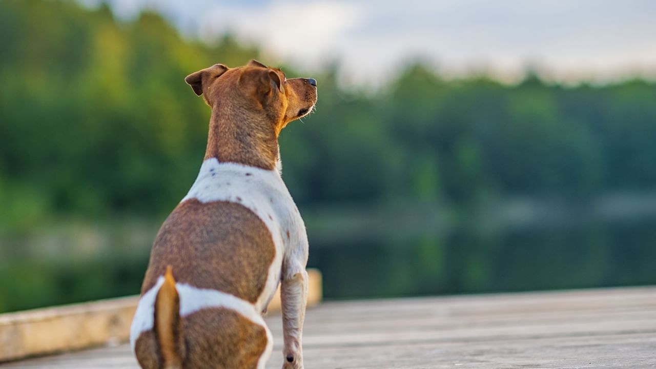 dog sitting on a pier