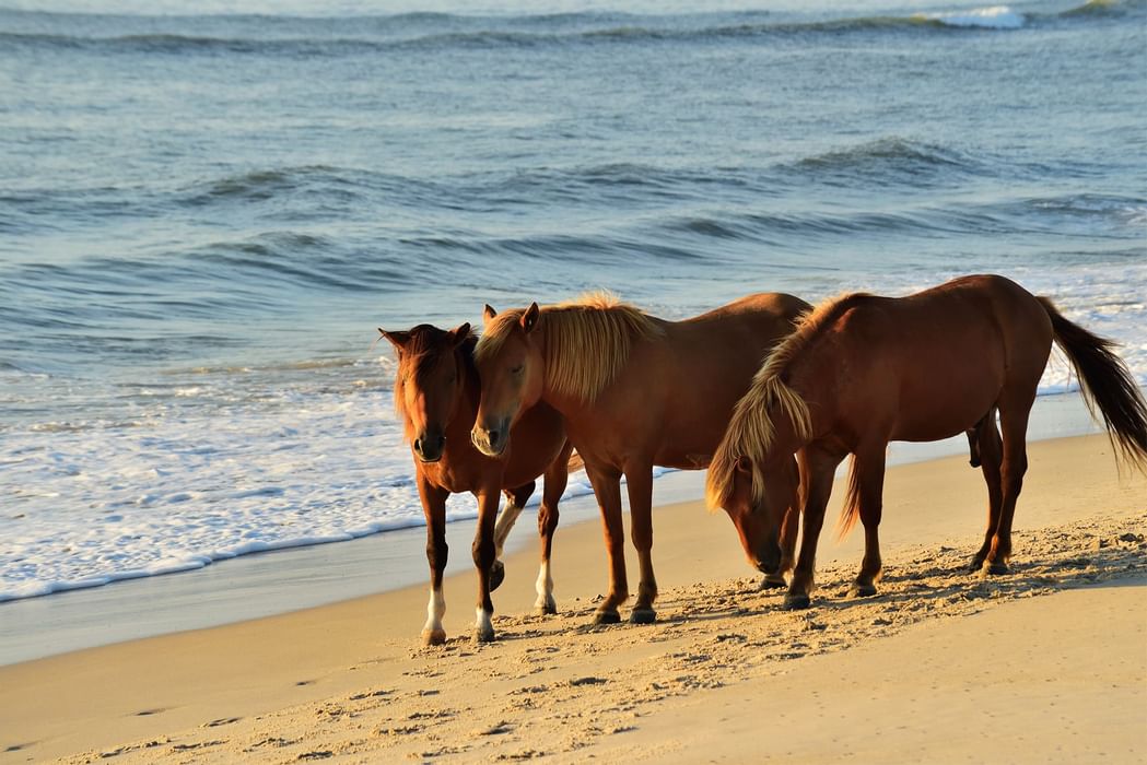 All the Best Things to Do in Ocean City, MD