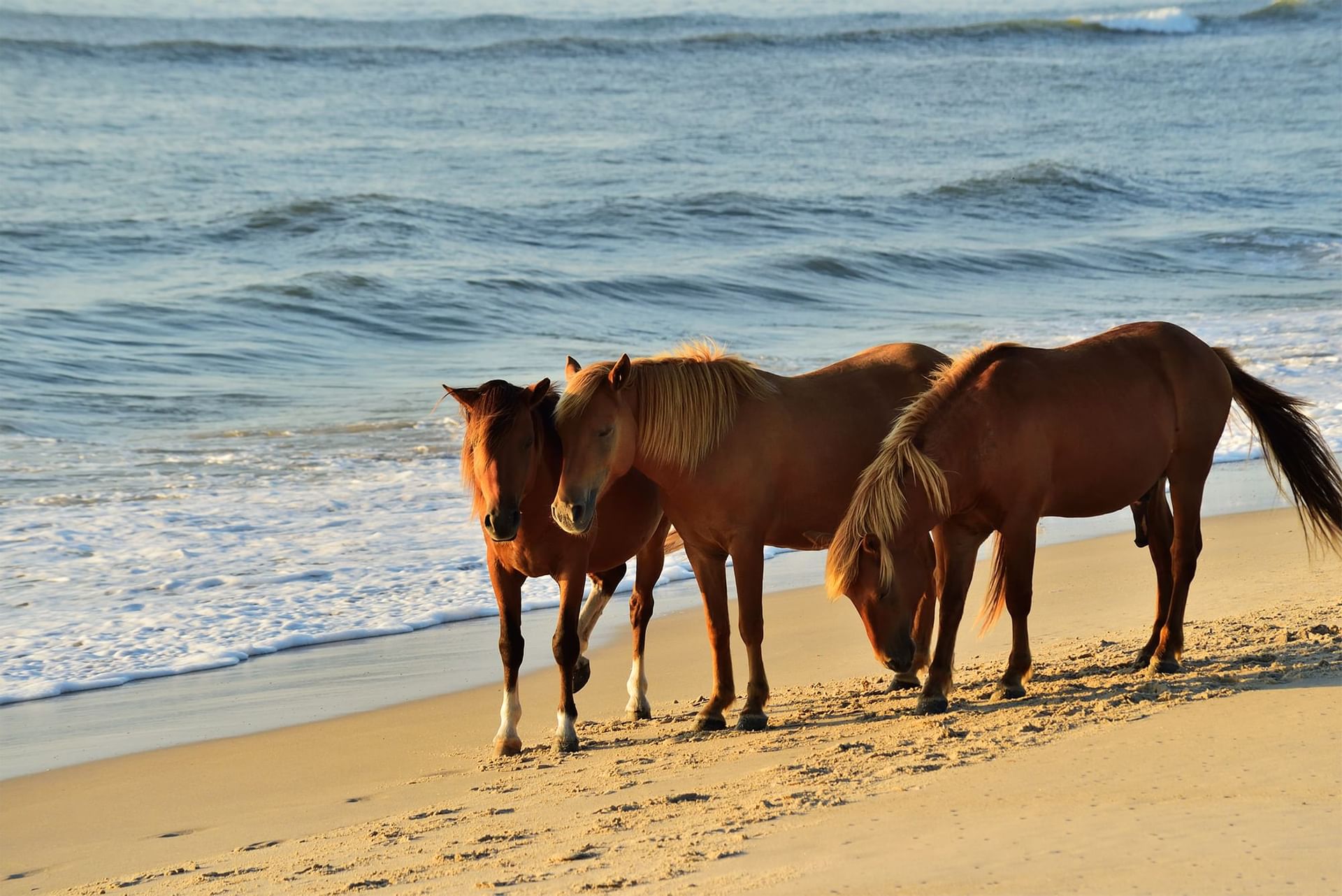 Ocean City Maryland Attractions | Holiday Inn & Suites