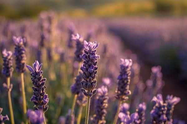 Close up image of lavenders at Mayfield Lavender Farm in Surrey.