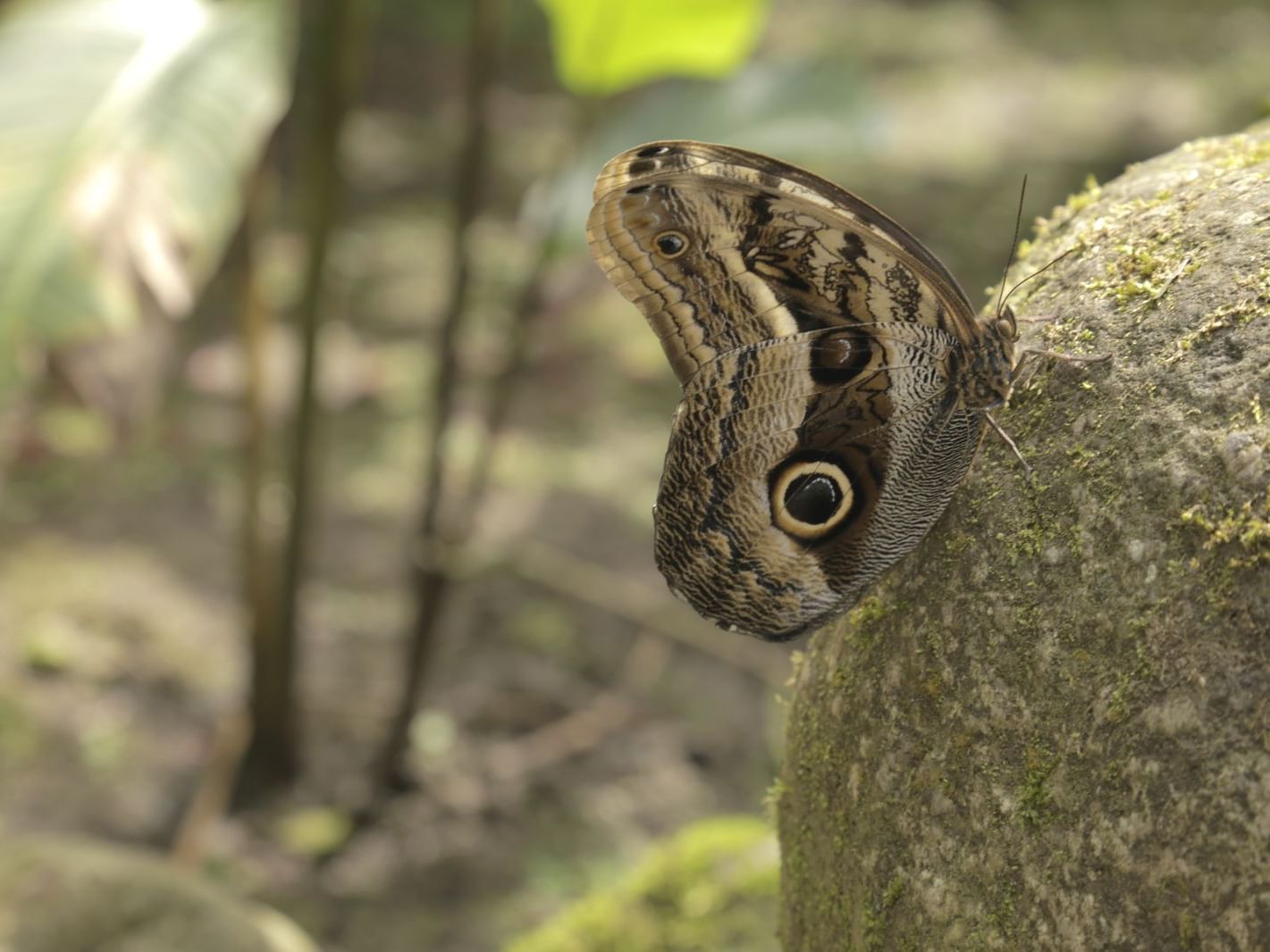 Capture of butterfly in Mariposarium near Hotel Sumaq