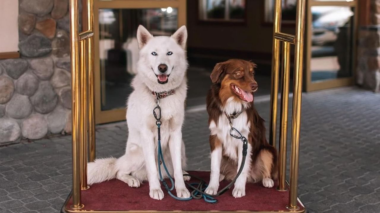 Two leashed dogs sitting on a luggage cart at a hotel lobby entrance.
