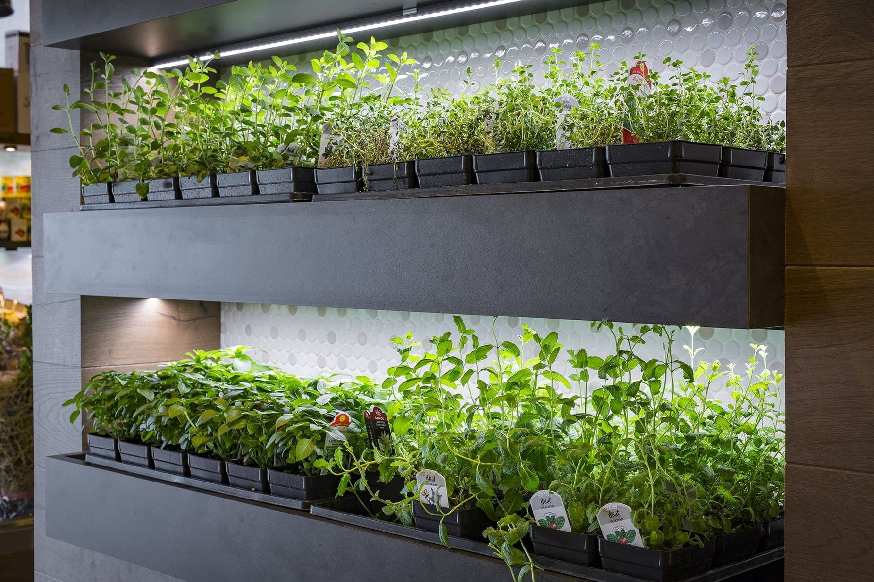 rows of plants