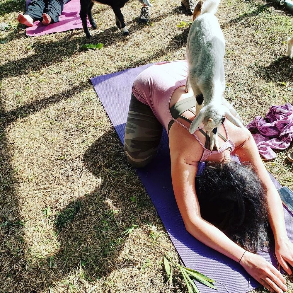 An image of a woman at Wildflower Farm doing goat yoga in Orlando' she's doing child's pose on a purple yoga mat and has a white goat standing on her back. 