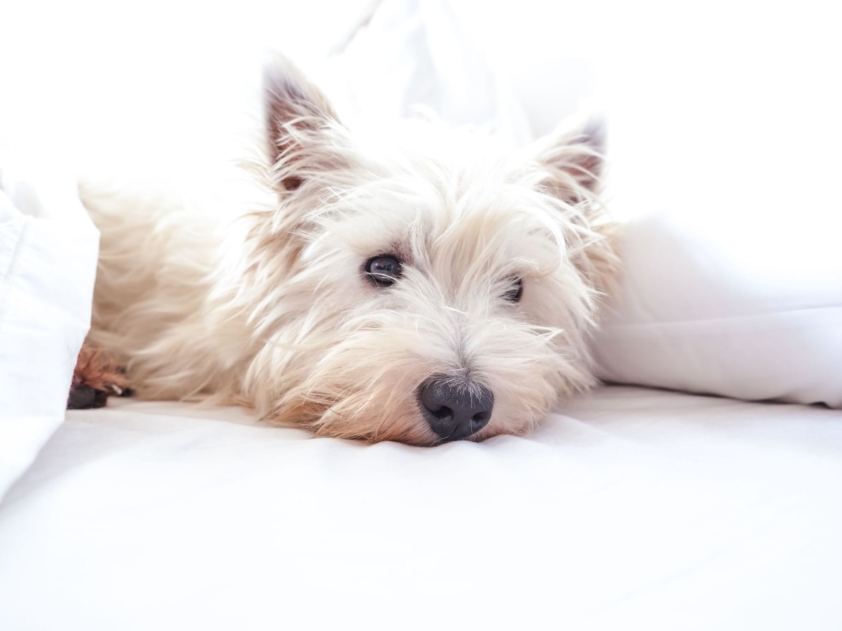 Hi Lo Jet Set Pet Package