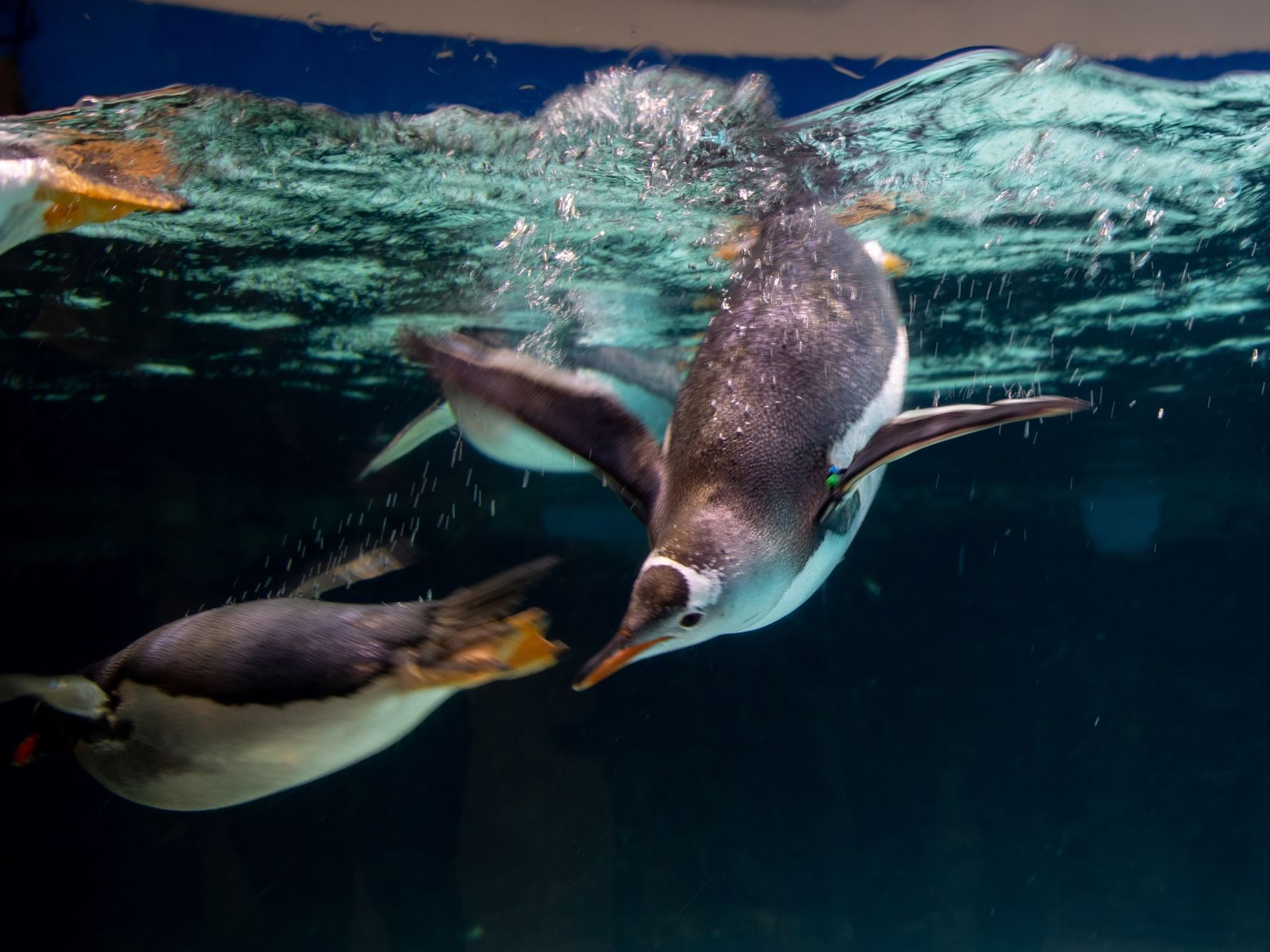 Close-up of Gentoo penguin in Sea Life Aquarium near Hotel Grand Chancellor Melbourne