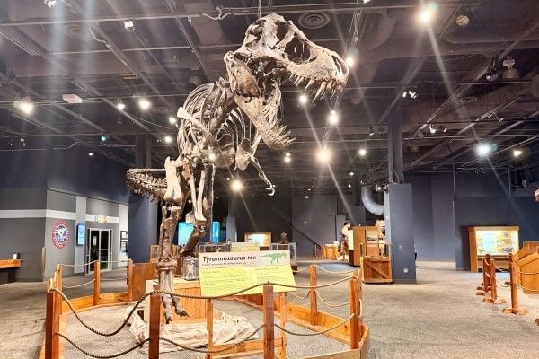 A large T-rex skeleton at a dinosaur exhibit at Orlando Science Center.
