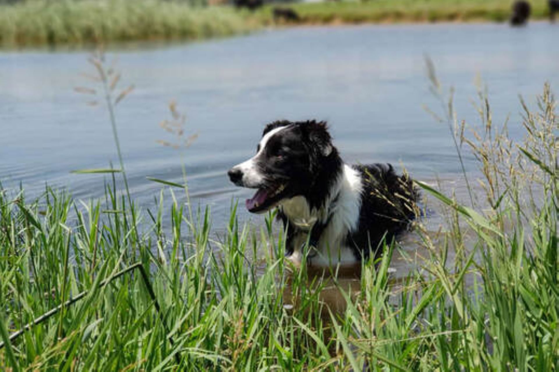 Pet Friendly Hotel The Clifton