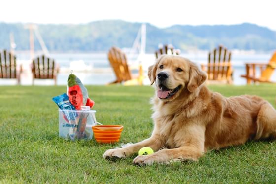 A dog with Water and Food Bowls at the Alderbrook Resort