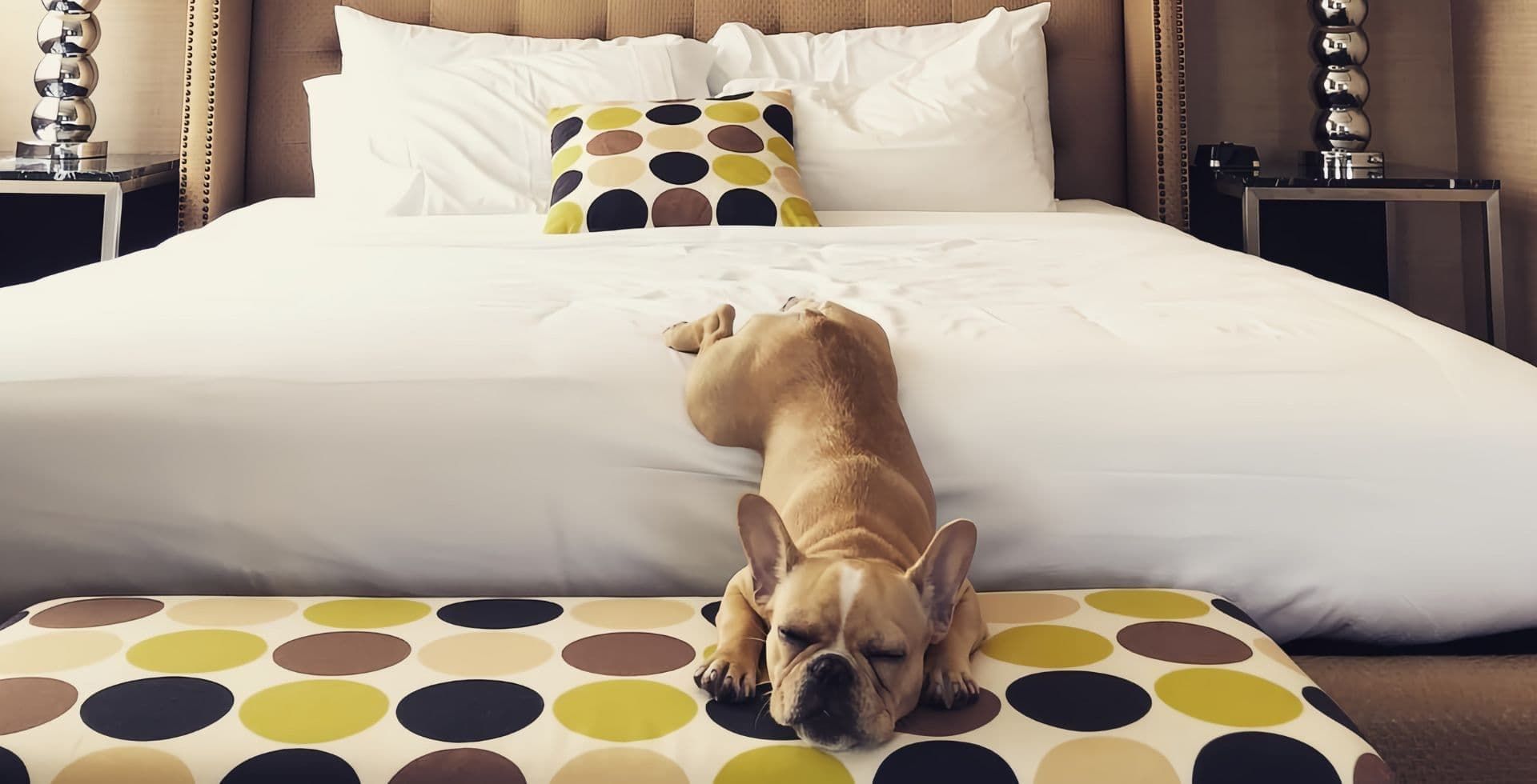 Pet Friendly Asbury Park Hotel Rooms Berkeley Oceanfront Hotel