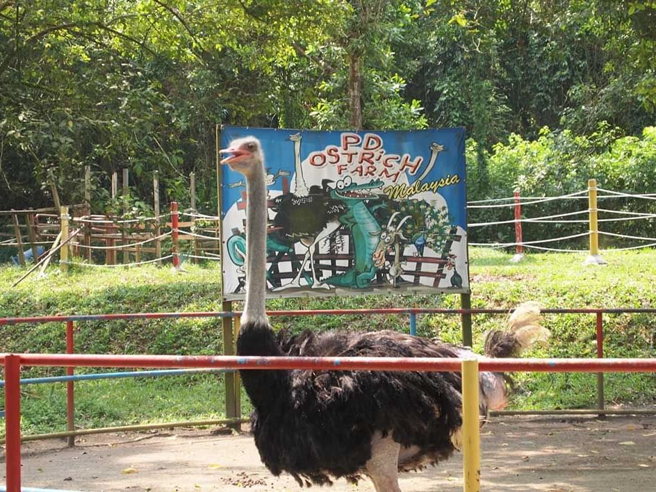 Ostrich in a farm in Port Dickson - Lexis Hibiscus PD