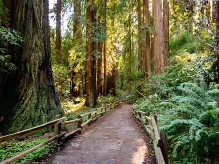 trees and trail in Muir Woods