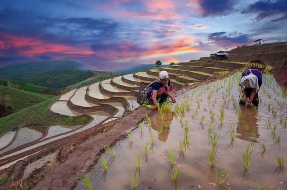 Rice farmers planting rice