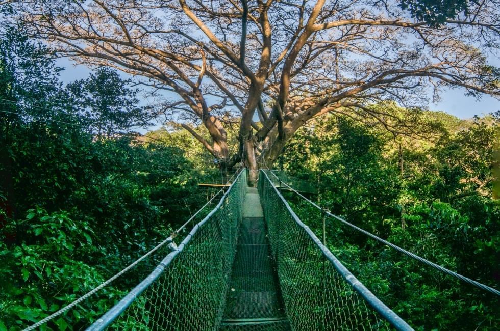 Hanging bridges surrounded by rainforest