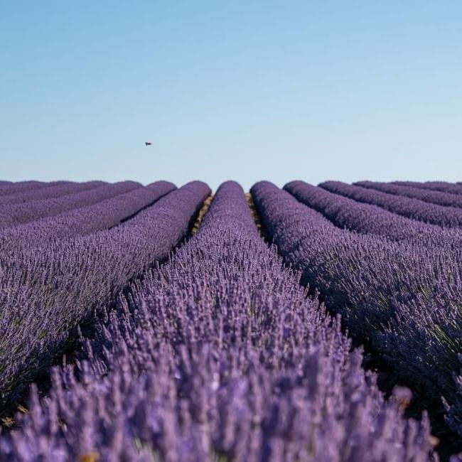 Lavender fields in Mayfield Lavender Farm: Surrey Day Trip Near London.
