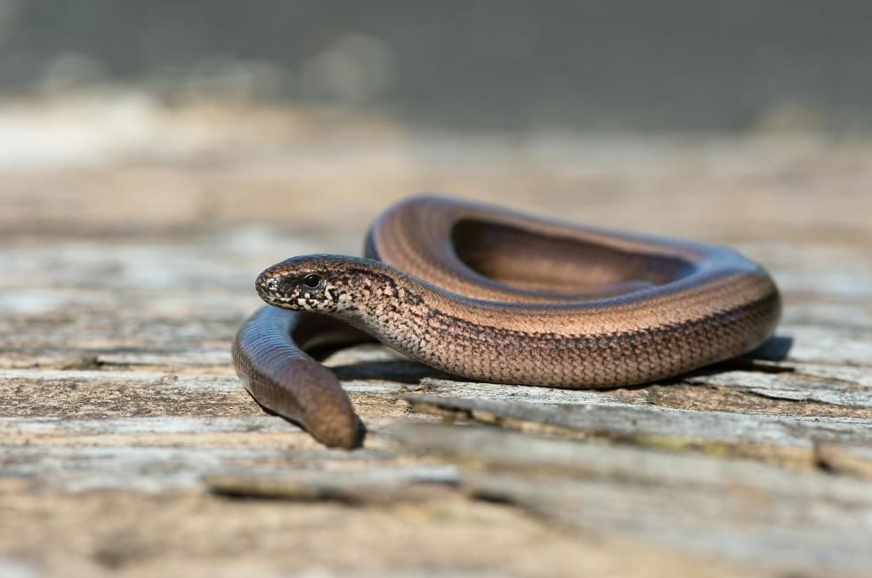 What Do Slow Worms Eat? | Diet, Habitat, Identification & More!