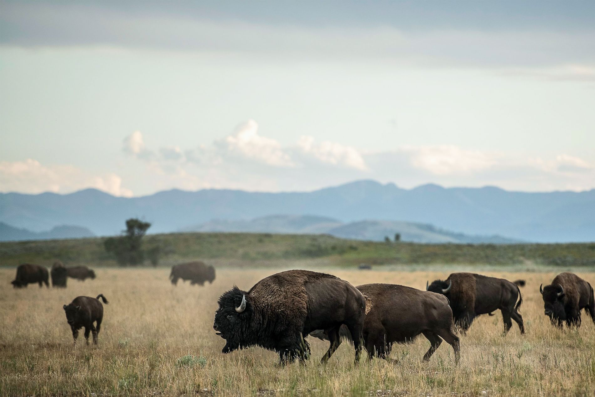 A herd of buffaloes in a field near Hotel Jackson