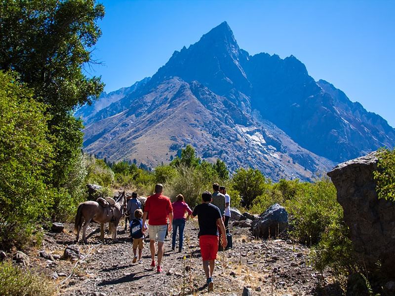 Trekking Bosque de los Cipreses near NOI Puma Lodge Hotel
