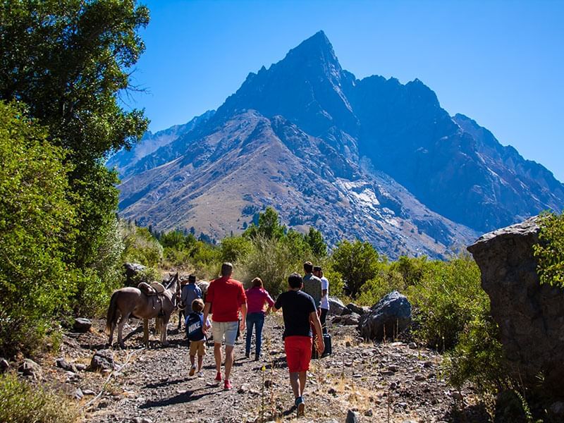 Trekking Bosque de los Cipreses near NOI Puma Lodge Hotel