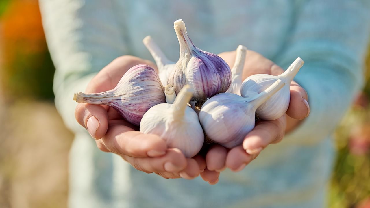 Hands holding fresh garlic bulbs