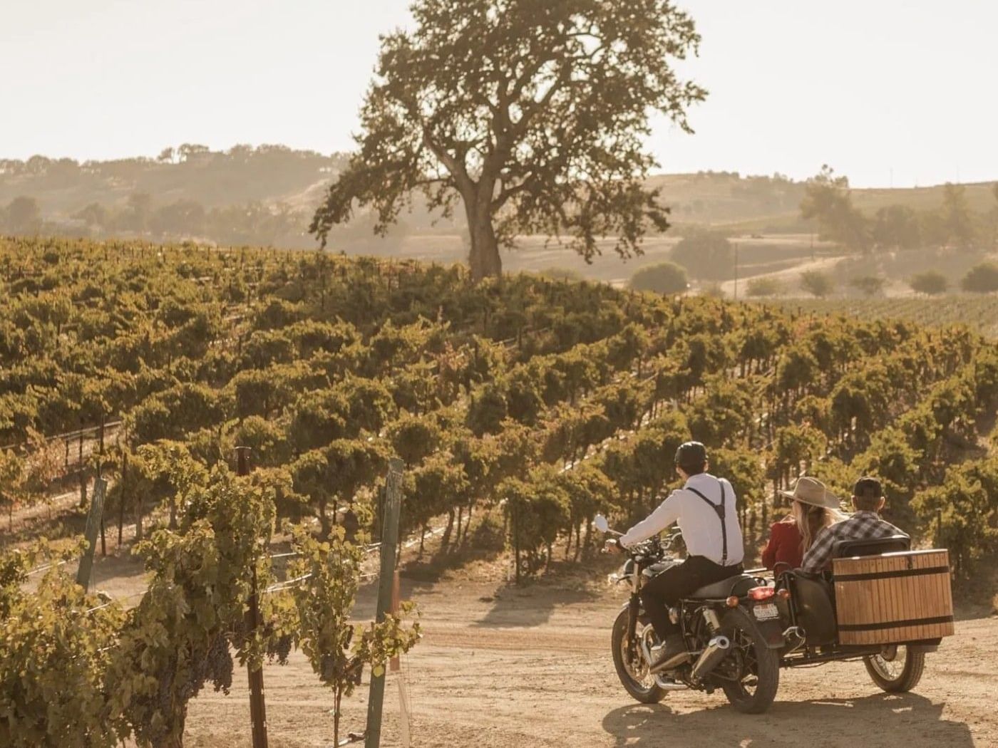 Motorcycle with sidecar riding through the vineyards