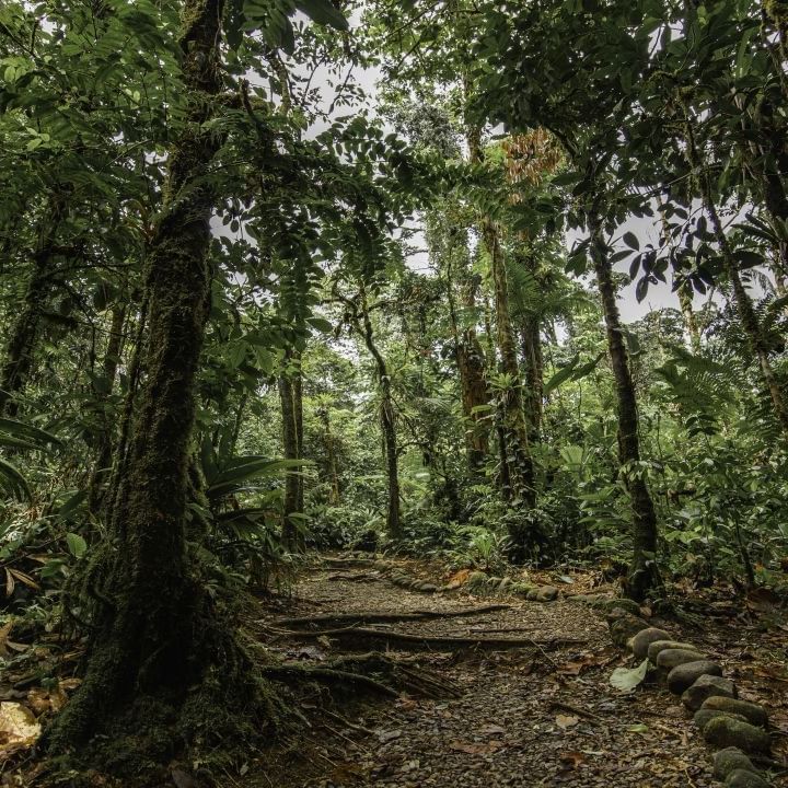 Wide angle shot of a forest near Rio Celeste Hideaway
