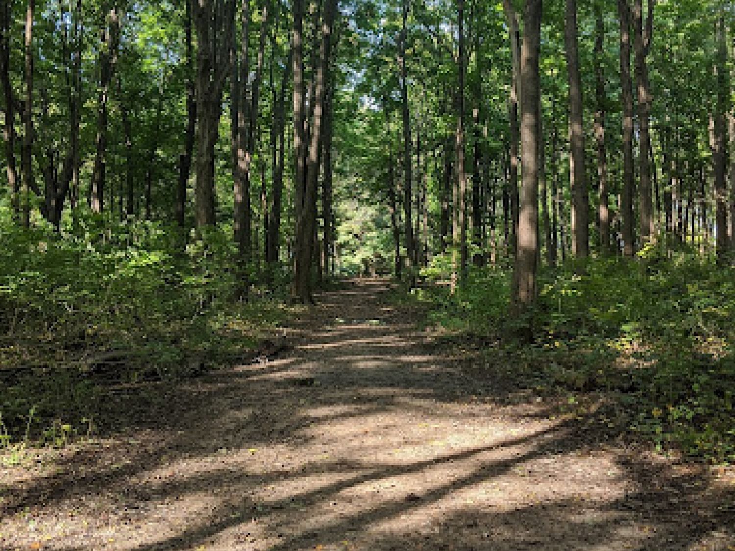 Forest pathway by O’Neil Nature Preserve near Retro Suites Hotel
