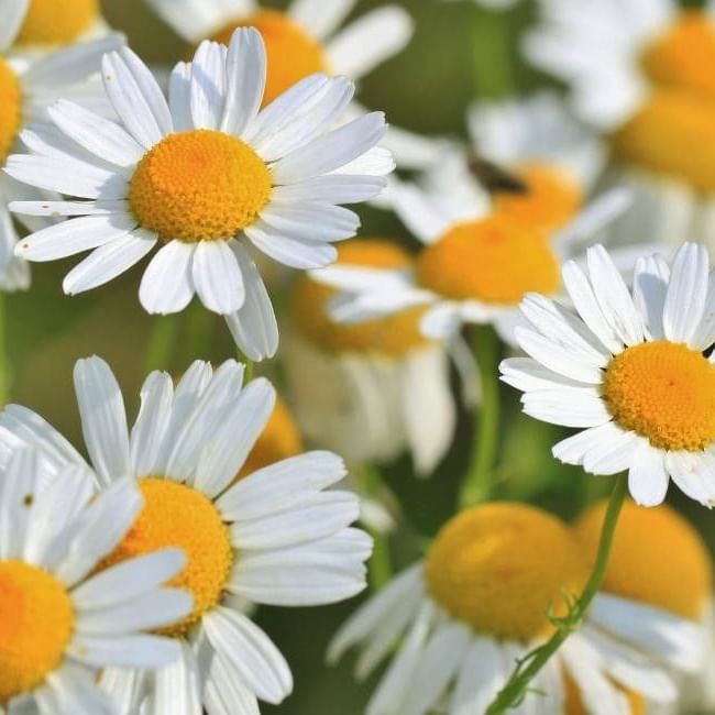 White daisies with bright yellow centres blooming in the Secret Garden near Milton Keynes