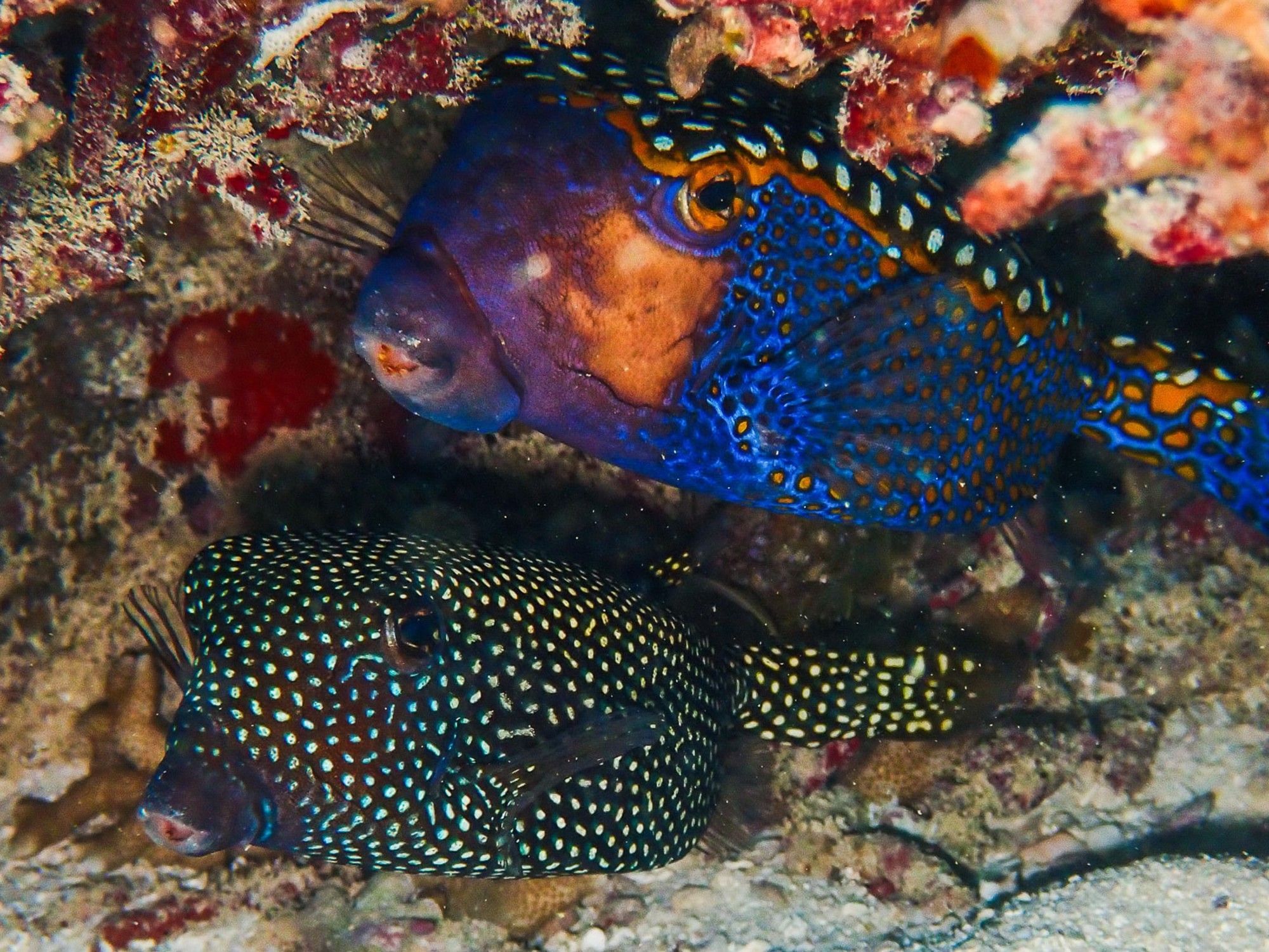 Marine Life | Maldives Travel | Grand Park Kodhipparu, Maldives 