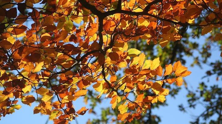 Tree branches with autumn foliage and leaves spreading across clear sky facing sunlight at Mountain View Grand Resort & Spa