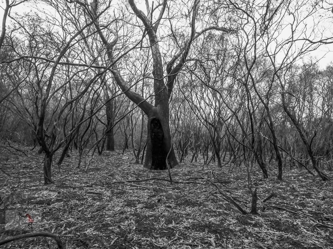 Dried Trees in a forest near Cradle Mountain Hotel